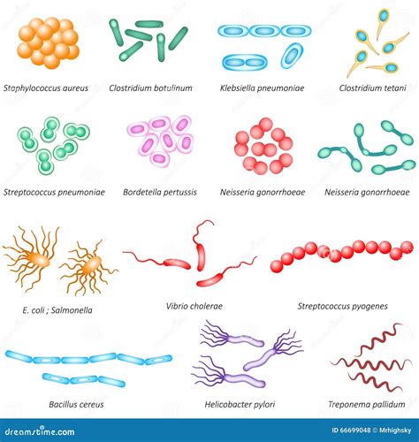 100 Bacterias Clasificacion Cuadro Estreptococo Microorganismo Porn Sex Picture