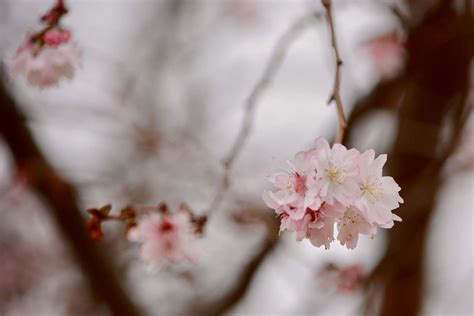 Warm Winter Triggers Early Cherry Tree Bloom On National Mall But