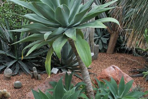 Indoor cacti are always a sight to behold. Agave attenuata