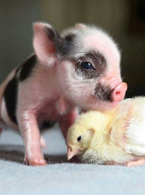 Baby Animals Pictures Cute Piglets Baby Animals