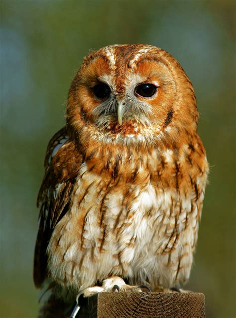 Tawny Owl Simple English Wikipedia The Free Encyclopedia