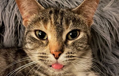 Living With Feline Leukemia Virus Felv Ferndale Cat Shelter