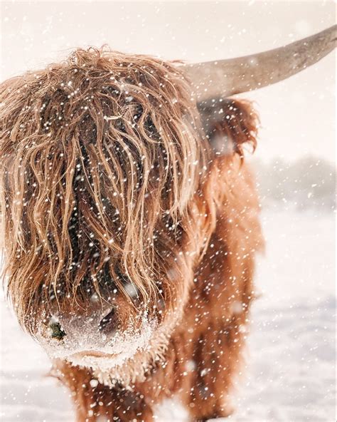 Griffin Under Snowfall Close Up Scottish Highland Cow Fine Etsy