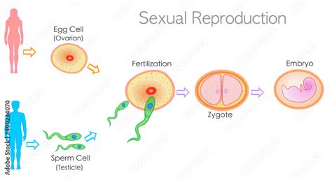 stockvector sexual reproduction stages steps levels fertilization male female development