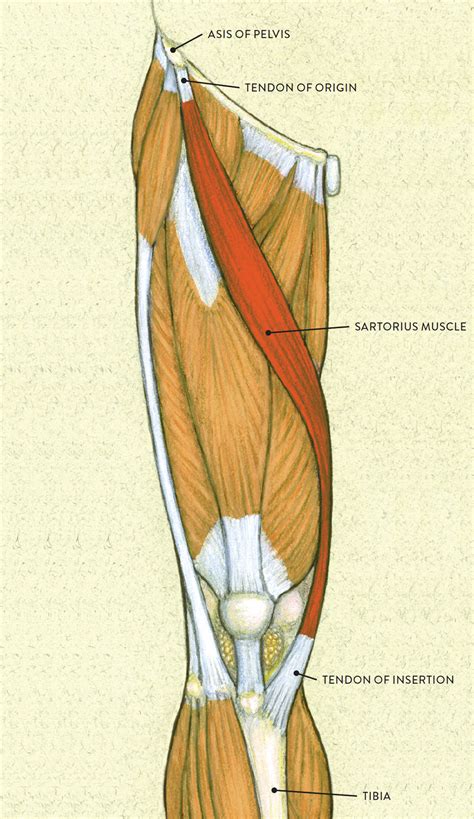 Leg Muscle Anatomy Drawing