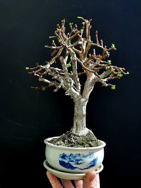 Miniature Bonsai Portulacaria Afra 20 Year Old For Etsy