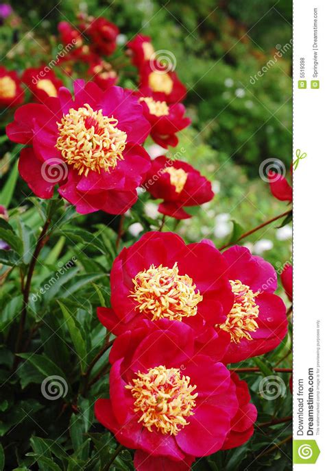 Blooming Red Flowers Stock Photo Image Of Blossom Flora 5519398