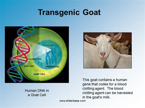 A transgenic organism is a viable organism whose genome is engineered to contain a certain amount of foreign dna transgenic organism is a modern genetic technology. Genetic Engineering 2 - Presentation Genetics - SliderBase