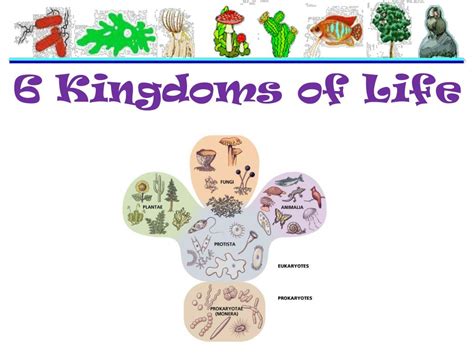 Ppt 6 Kingdoms Of Life Powerpoint Presentation Free Download Id4948606