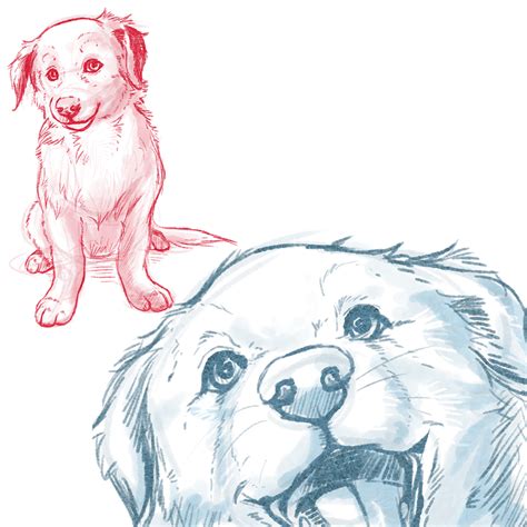 Border Collie Puppy Sketches By Van Gorm On Deviantart