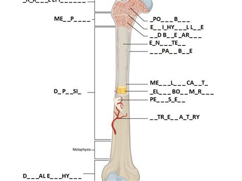 The following image gets into a little more detail in regard to human long bone structure. Long Bone Labeled : It lies in the central portion of the ...