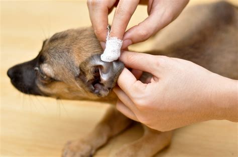 Run a sharp blast of water through the showerhead by holding it upside down underneath a faucet. How to Clean your Dog's Ears, Natural and Home Remedies to ...