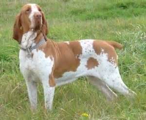 All puppies are wormed & come with 1st set of shots, both patents are on the premises dad is 65lbs mom is 40lbs. Bracco Italiano