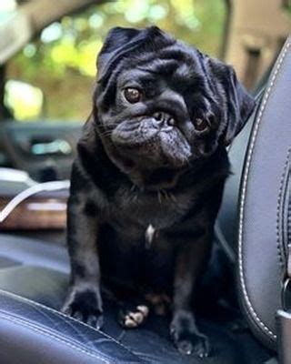 Pug Life On Instagram Dm Me Your Pug Picture For Feature On My Page