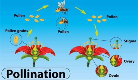 Define Pollination Explain The Different Types Of Pollination List