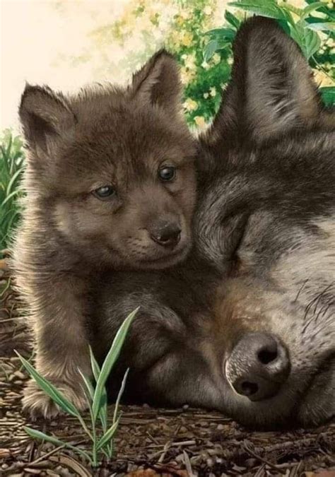 ภเгคк ค๓๏ In 2020 Niedliche Tierbabys Süßeste Haustiere Wolf Hunde