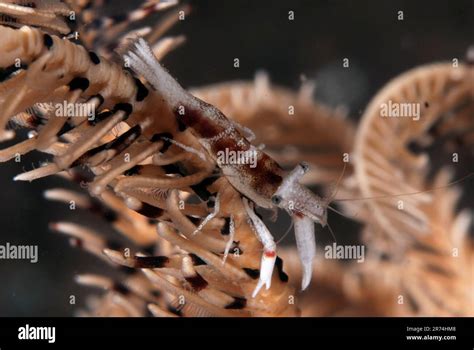 White Patched Laomenes Shrimp Hi Res Stock Photography And Images Alamy