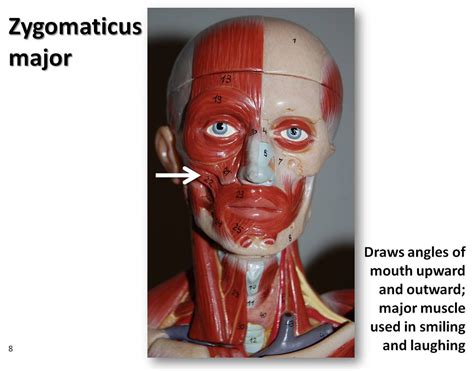 Zygomaticus Major Muscles Of The Upper Extremity Visual Flickr