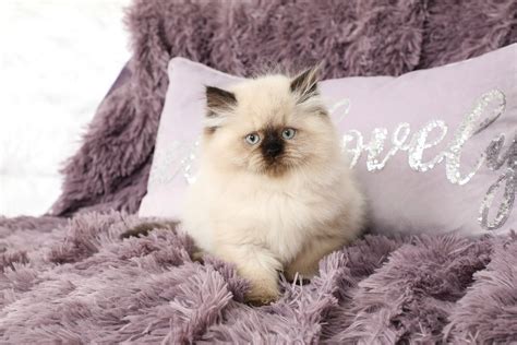 Call the store for details and updated hours: Seal Point Himalayan Kitten For Sale - Doll Face Persian ...
