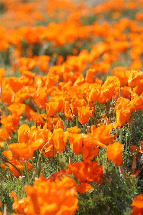 Check spelling or type a new query. The Ultimate Southern California Spring Flower Fields ...