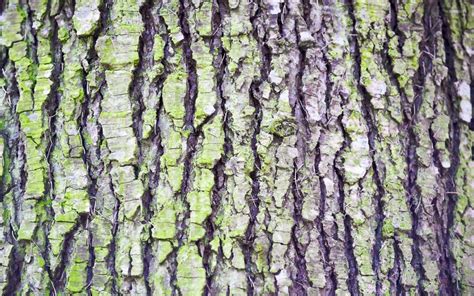 Tree Bark Texture Hd Background Cbeditz