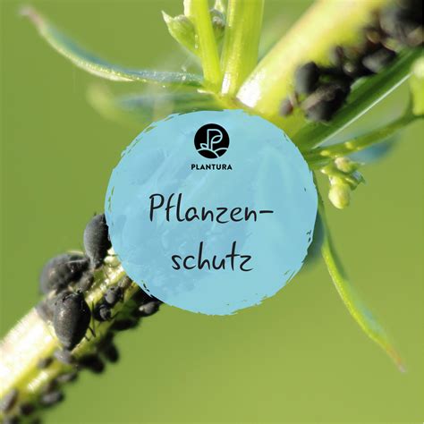 Sie beschützen blattläuse vor ihren natürlichen feinden wie marienkäfer eine andere möglichkeit, ameisen im garten zu bekämpfen, ist das übergießen des nestes mit kochendem wasser. Zimt im Garten: Ein sinnvoller Pflanzenschutz? - Plantura ...