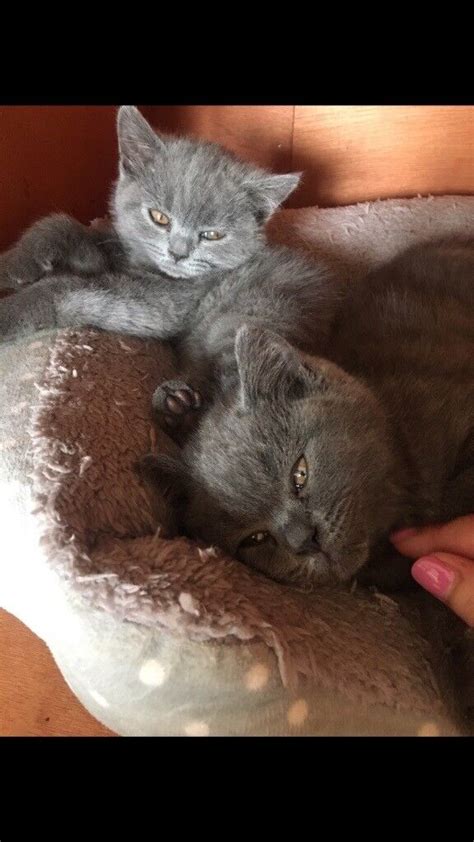 Two Beautiful Bsh Blue Kittens In Grays Essex Gumtree