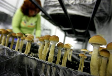 How To Grow Magic Mushrooms Top Shelf Shrooms
