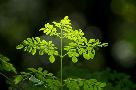 How To Grow Moringa Tree In Containers Indoors Growing Guide Green