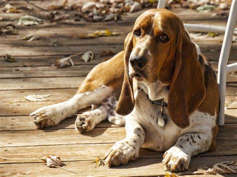 How To Get My Basset Hound To Not Smell That Bad