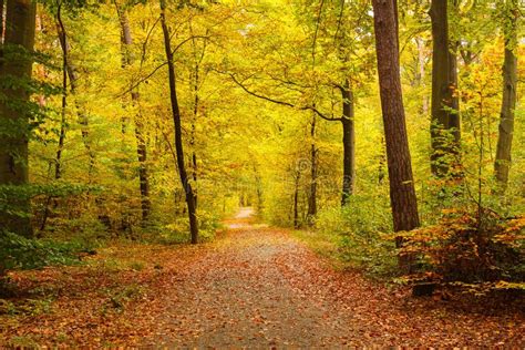 Autumn Forest Stock Image Image Of Landscape Pathway 45359631