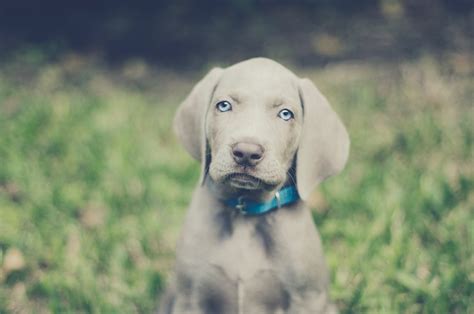 The Ultimate Guide To Weimaraner Golden Retriever Mix Bone Voyage Dog