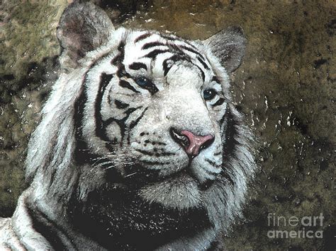 White Tiger Photograph By Sergey Lukashin