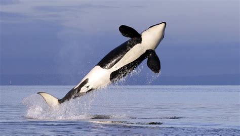 Hungry Killer Whales Waiting For Columbia River Salmon The Seattle Times