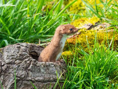 Where Do Weasels Live In North America 2022