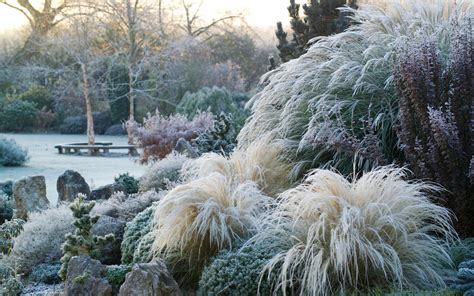 How To Keep Ornamental Grasses Looking Smart In Winter By Gardening