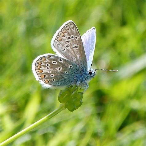 Common Blue Corfe Mullen Dorset Butterflies