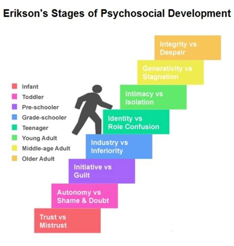 Eric Erikson S Life Cycle Stages Of Psychosocial Development Sexiz Pix