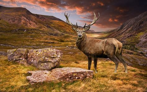 Deer Full Hd Wallpaper And Background Image 2560x1600 Id596094