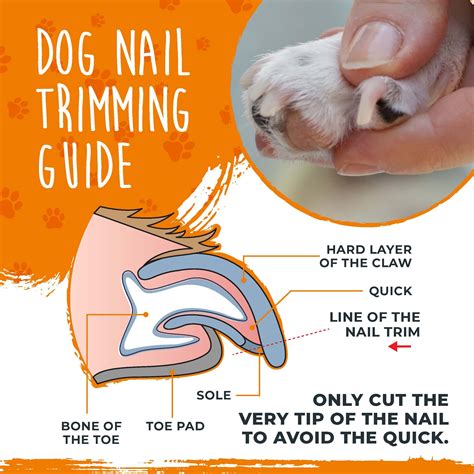 How To Cut Your Dogs Nails Ph