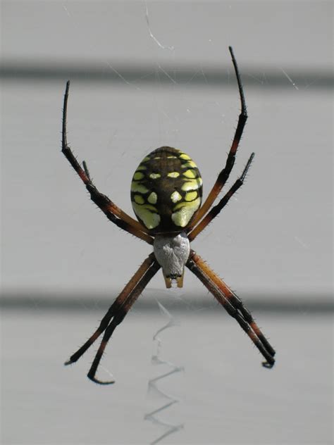Spiders Of Georgia