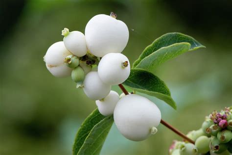 Closeup Of White Fruits Of Snowberry In Autumn Photograph By Stefan