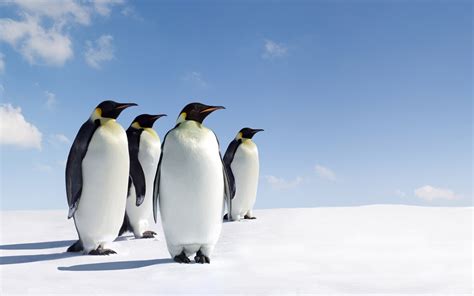 Penguin Wallpaper Snow Hd Desktop Wallpapers 4k Hd