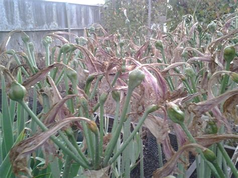 Photo Of The Seed Pods Or Heads Of Naked Lady Amaryllis Belladonna Posted By Chickensonmars