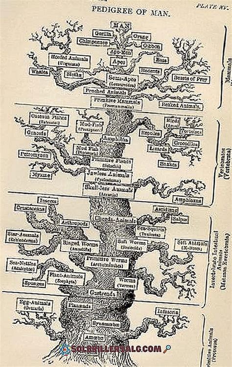 Ernst Haeckel Biographie Classification Des êtres Vivants Et Autres