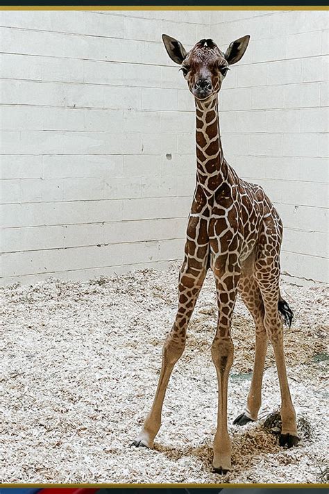 Download Baby Giraffe With Long Legs Wallpaper