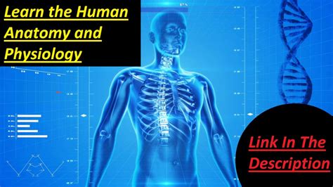External Human Body Parts