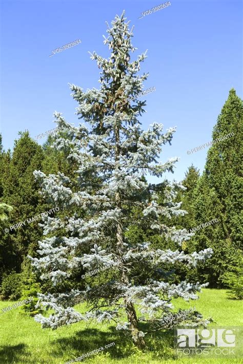 Picea Pungens Bakeri Colorado Blue Spruce Tree In Summer Montreal