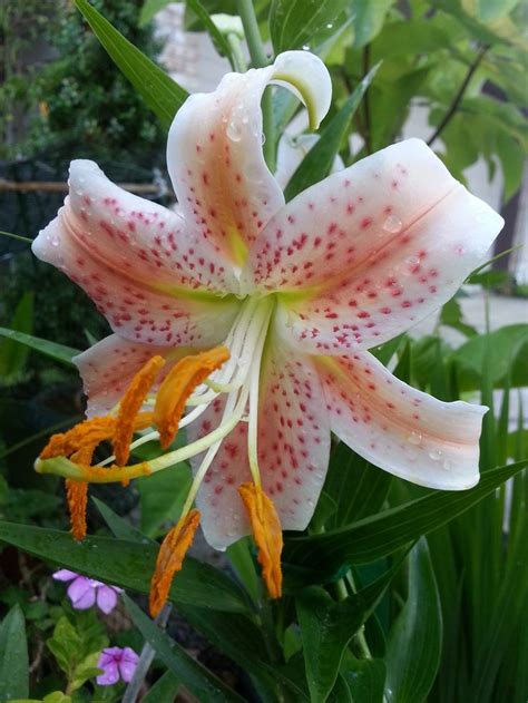 Salmon Lily Lilium Fragrant Flowers Lily