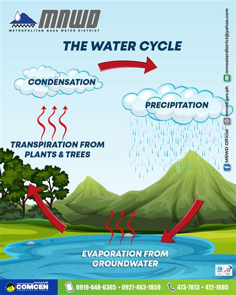The Water Cycle Metropolitan Naga Water District